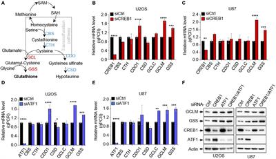 CREB1 and ATF1 Negatively Regulate Glutathione Biosynthesis Sensitizing Cells to Oxidative Stress